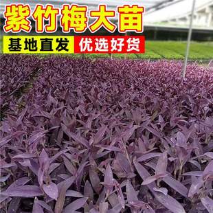 ����÷�����ͮ����m������ɫֲ���҃��ļ����B���_�m��ꎾGֲ����