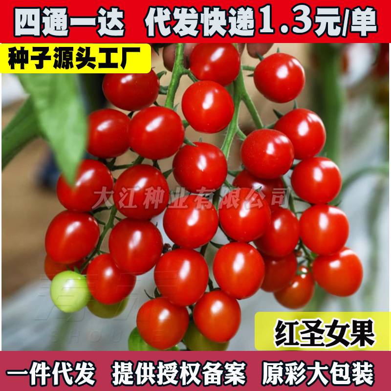 樱桃番茄种籽千禧圣女果种子秧苗矮生水果番茄种孑西红柿蔬菜籽种