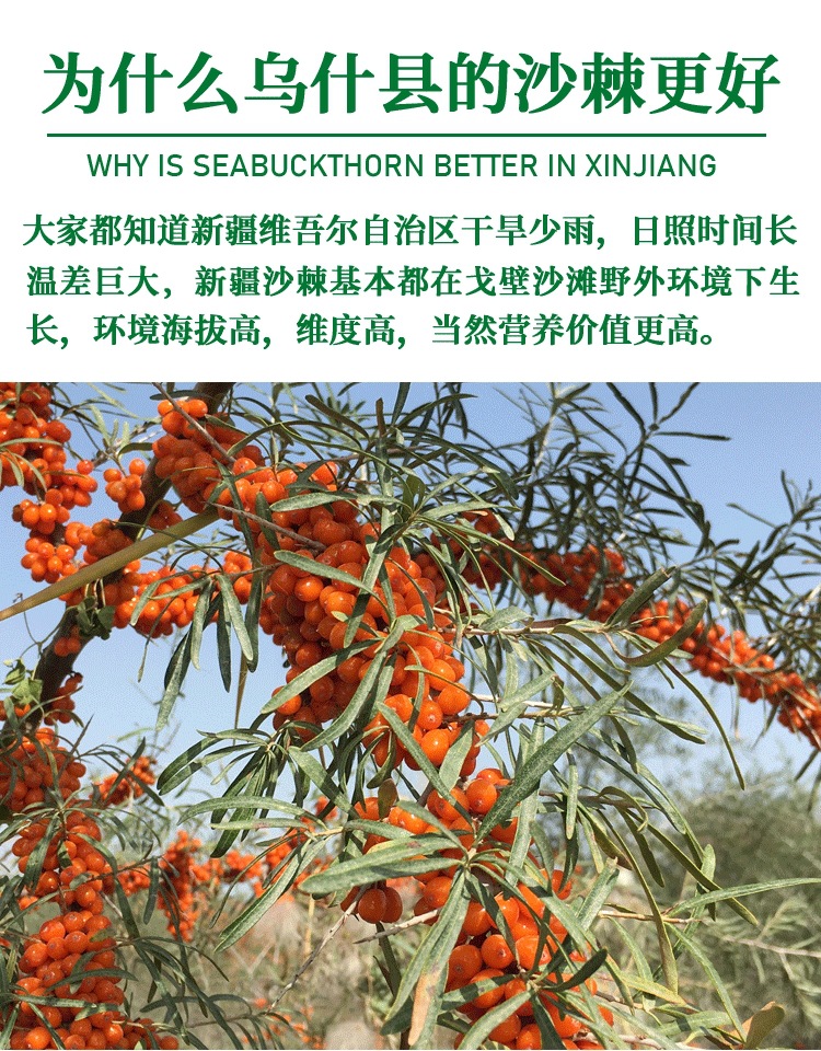 Sea Buckthorn Fruit Sha Ji 500g Wild Xinjiang Dried Berries for Tea Jam and Powder Making preparation