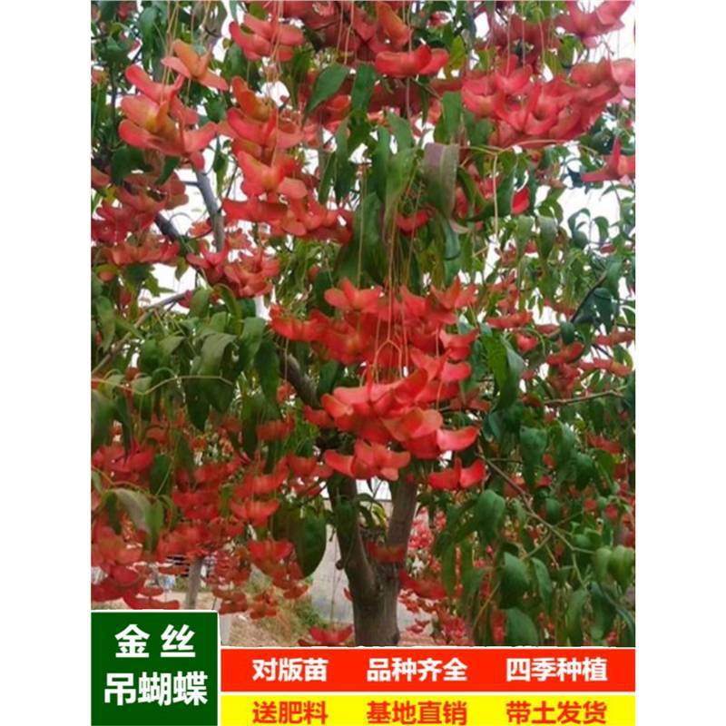 金丝吊蝴蝶树苗盆景老桩耐寒吊蝴蝶庭院阳台盆栽地栽四季绿植花卉