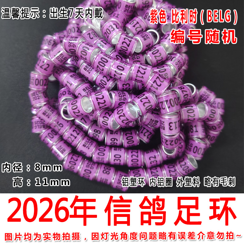 2025年紫色比利时2
