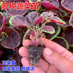 ��A�~�t�{�����ļ��߲˷N���ȫ�߮a�t�{�˷N������������������