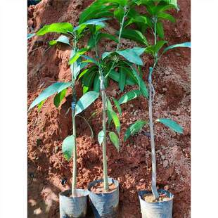 â���������Ե����F��â�ļ�â�޽ӽ��â������Ϸ��Nֲ����Y��