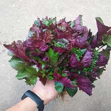 紫蘇苗20棵帶根帶土發 農家露天新鮮大葉蘇子苗盆栽可食用魚提香
