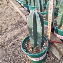 仙人柱仙人掌网红沙漠格坤擎天柱多肉植物高颜值仙人柱天尺量柱形