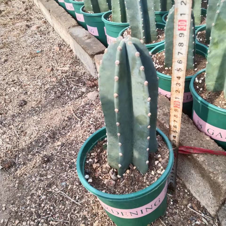 仙人柱仙人掌网红沙漠格坤擎天柱多肉植物高颜值仙人柱天尺量柱形