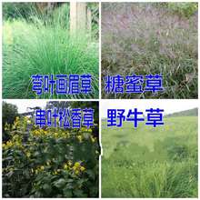 Ұţ�ݷN�� ˮţ�ݸ�ϵ�l�_���~��ü�ݷN�Ӵ��~��������۲ݷN��