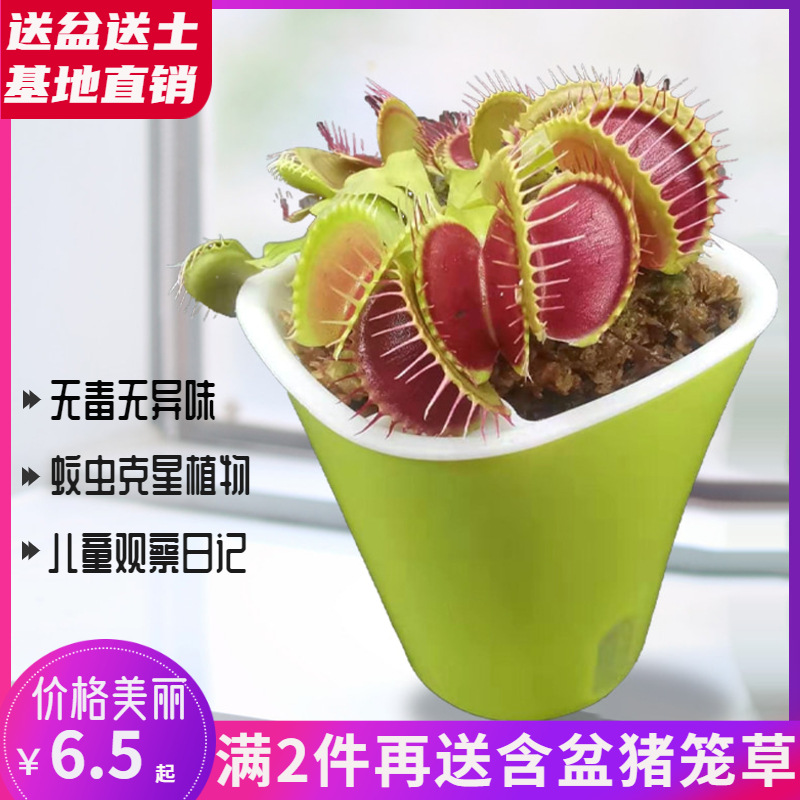 捕蝇草盆栽食人花扑蝇草食虫草大猪笼草捕虫草大嘴室内食虫植物 阿里巴巴