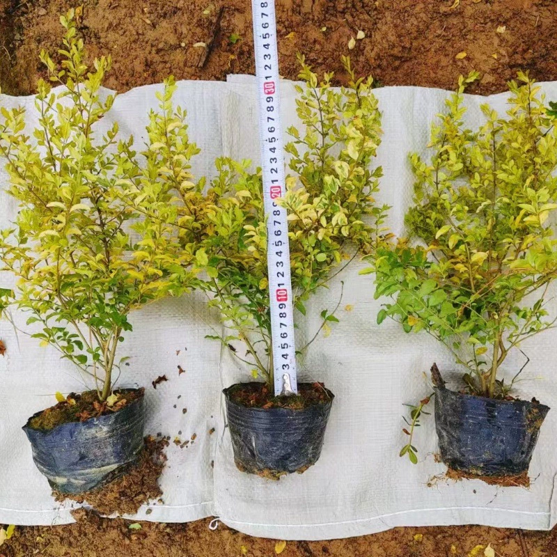 Яркий Золотой Привет Золотой лист Привет Цзиньсен Привет проект рассады озеленение садовая чашка шар для рассады