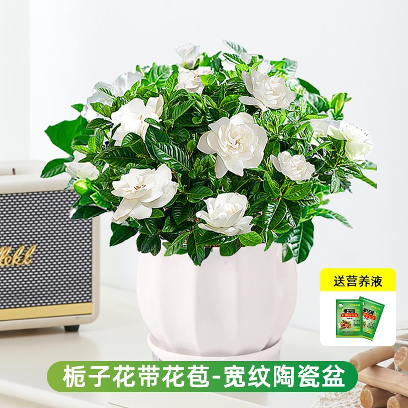 부티크 120#싹이 있는 치자나무(넓은 무늬의 세라믹 화분) + 영양액