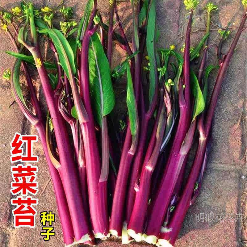 红菜苔蔬菜种子菜心十月红紫菜苔红菜苔家庭种植四季阳台庭院易播