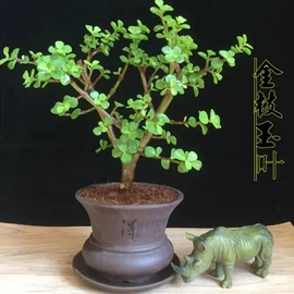 盆栽;乔木;花盆容器