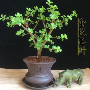 Golden Branches and Jade Leaves Potted Plants Desk Yaler Dance Study Succulent Indoor Green Florals and Green Plants Balcony