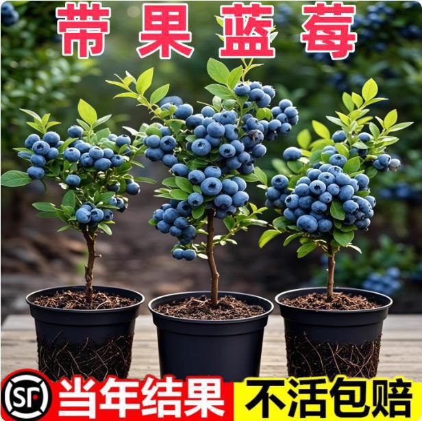 Blueberry Seedlings, Emerald Gemstone, Double-Season Fruiting, Fruit Tree Seedlings That Can Be Planted in the North and South, Complete Collection of Fruit Tree Seedlings with Soil and Leaves Blueberry Seedlings, Emerald Gemstone, Double-Season Fruiting, Fruit Tree Seedlings That Can Be Planted in the North and South, Complete Collection of Fruit Tree Seedlings with Soil and Leaves