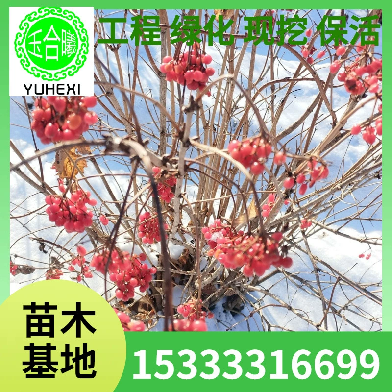 Большие кучи Тяньму Ционхуа, большие кучи Cornus officinalis, цветок головы Будды, саженцы Тяньму Ционхуа, рассада.