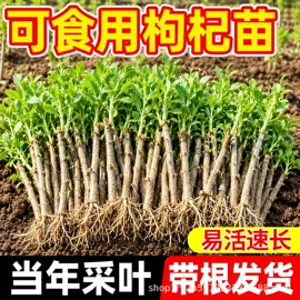 盆栽;园林果树;乔木