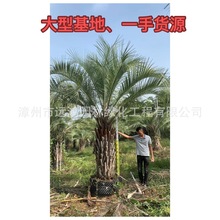 布迪椰子报价