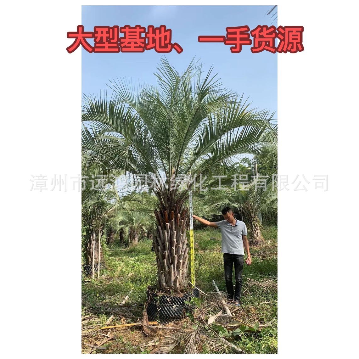 布迪椰子报价