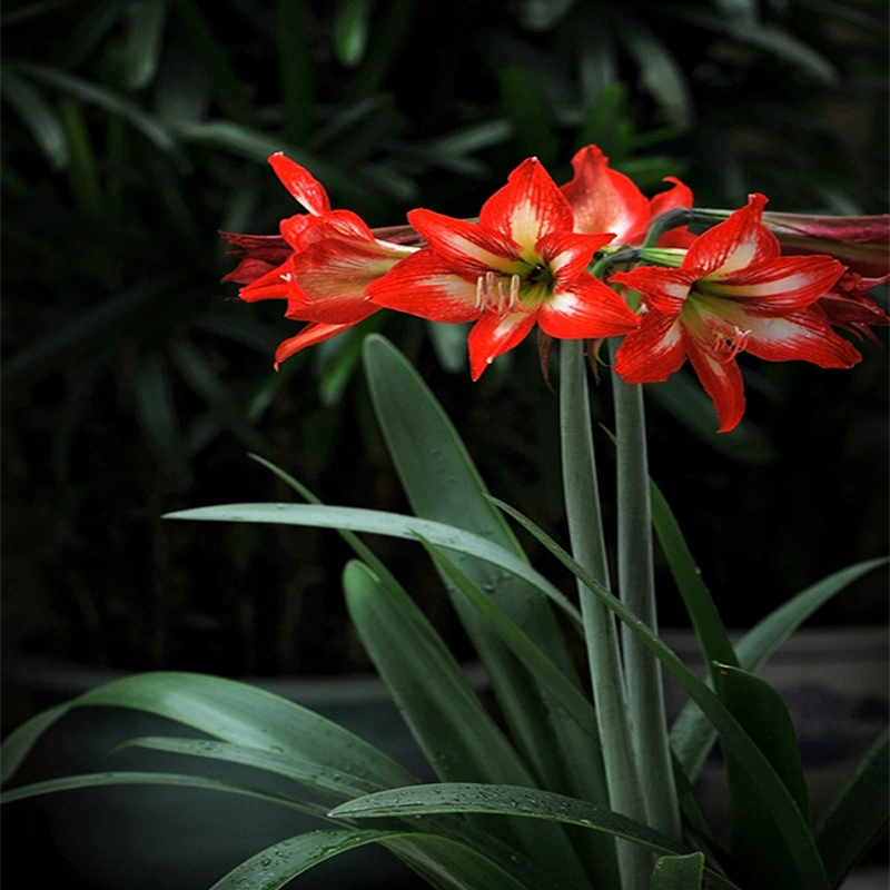 Чжу Dinghong земли саженцы пушки четыреста ветвей колонны лотоса Чжу Dinglan красный цветочный сад озеленение многолетних цветов