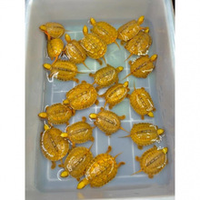 纯正石金钱龟招财宠物龟黄金龟小乌龟活物小青龟幼苗观赏启梅商行