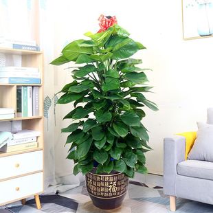 Large Green Radish Column Indoor Potted Plant Living Room Front Desk Foliage Green Plant Bedroom Purification Air Formaldehyde Absorbing Opening Plant