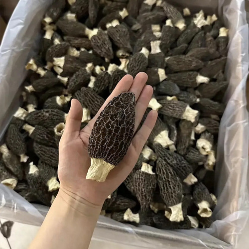 Dried morels, Yunnan origin, wholesale price, cheap dried morels, dropshipping, complete specifications, wholesale