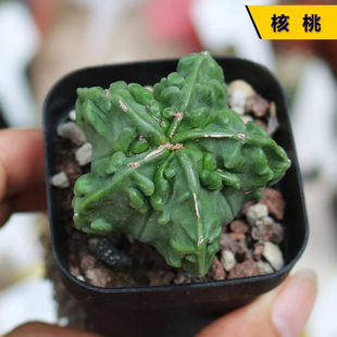 ���������[�P��������ϡ����������_���S�������ƶ�������С����