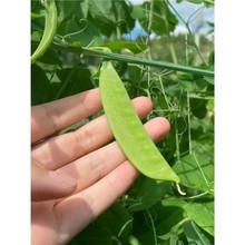 ܛv604mNӼtܛvm㶹߮a˶N＾߲