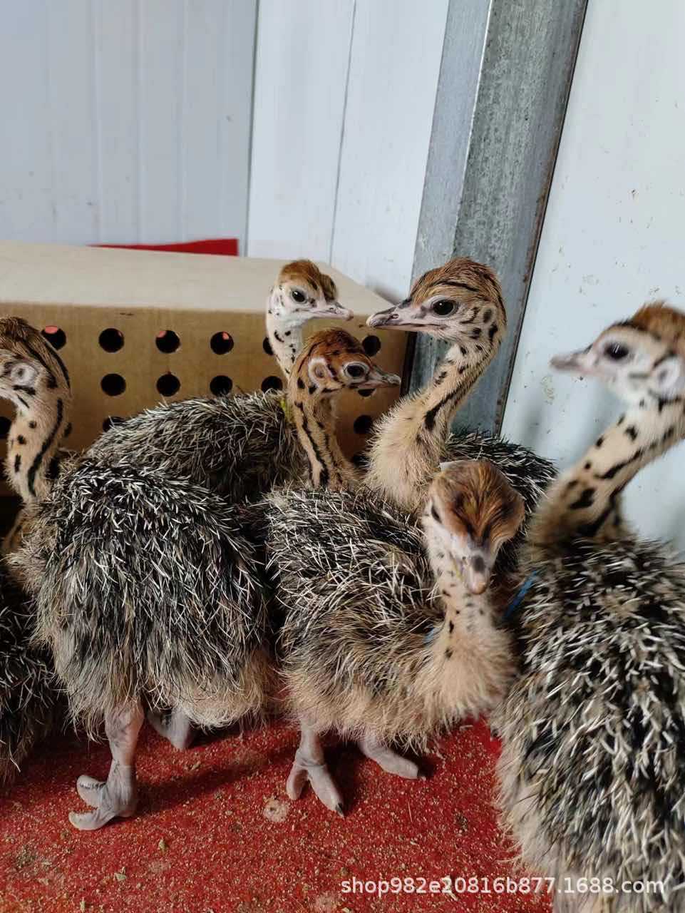 lADPJwnI4VhzOs3NBQDNA8E_961_12