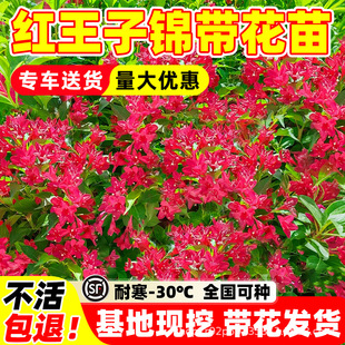 �ͺ���ʼt�����\�����煲���G�h���\�����lС��ͥԺ�G������ľ