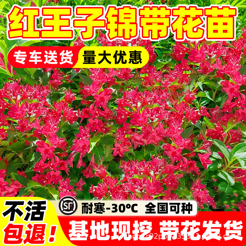 耐寒五彩红王子锦带花苗丛生绿篱苗锦带批发小苗庭院绿化花灌木