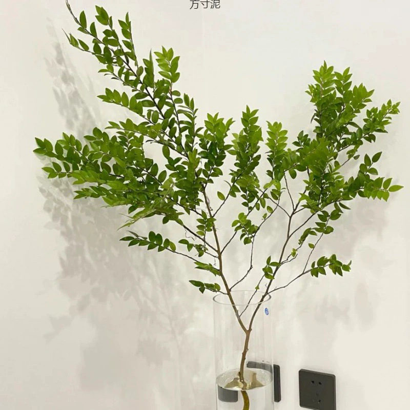 Красота мужского дерева водная порезана свежими ветками