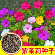 紫茉莉花种子混色茉莉花地雷花种子阳台易种盆栽五彩香茉莉花种子