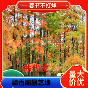 ��ɼ����������l�@�ֹ��̾G���쾰ֲ�����~��ľͥԺ�t��ɼ