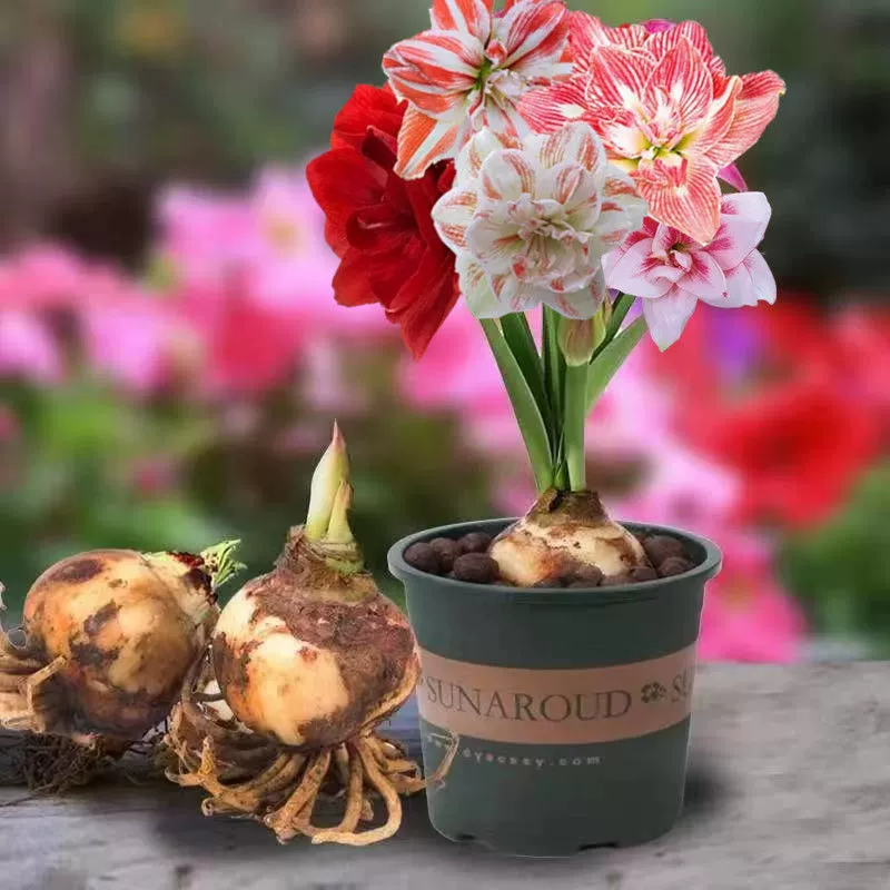 Голландский двойной лепесток Чжу Динхун мяч большой цветок ароматный хорошо кормить Крытый горшок четыре сезона открытые цветочные семена растений