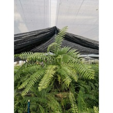 ����ֱ�N160#����ާ����ާƵ�͏d��ͥ�Ғ촹�����;Gֲ