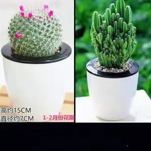Plantas suculentas cactus plantas en maceta cactus de oficina planta en maceta cactus plantas en maceta flores en maceta