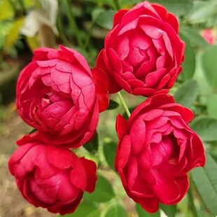 Four-Season Mahogany Fragrant Climbing Plant Courtyard Climbing Wall Vine Flower Blooms in All Seasons