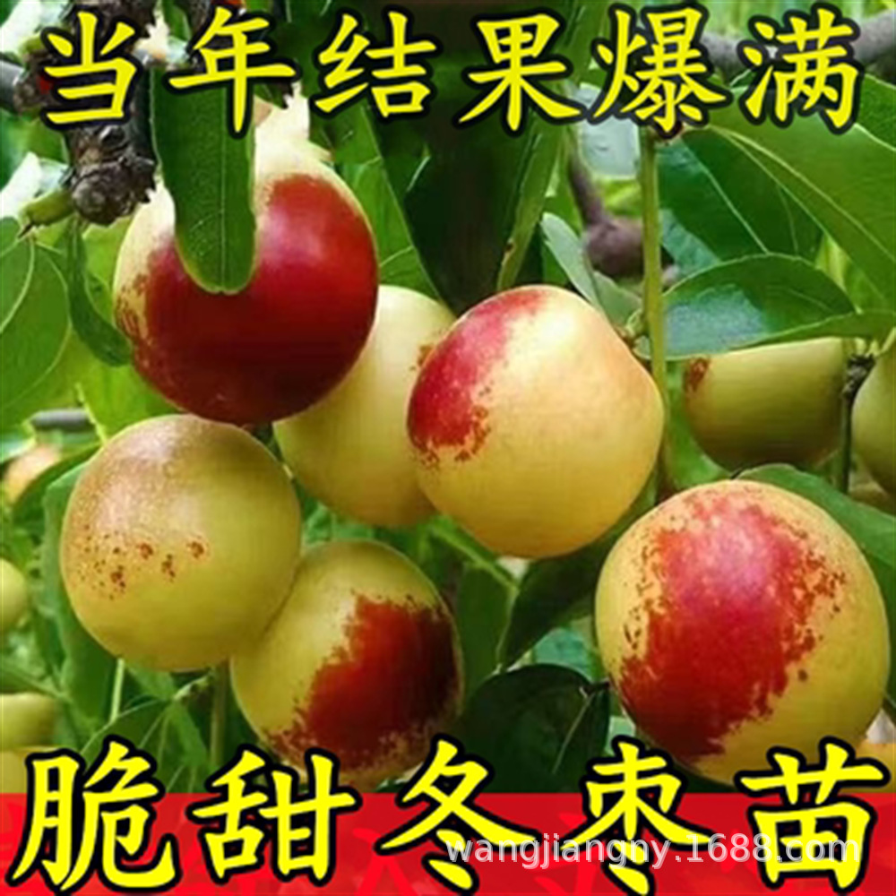 大雪枣苗批发 嫁接冬枣大红枣果树苗批发 新品种果树苗直供