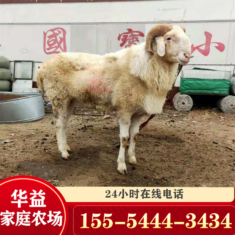 成年小尾寒羊小羊羔带胎孕羊 长期收购大体型小尾寒羊