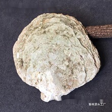 �׵�ؐ��ԭ��δ��ĥ����ؐ������Ҿӹ�ˇ�Ʒ�ֹ���̲���