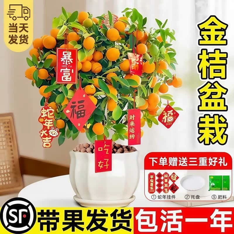 Комнатное растение в горшке с кумкватом и съедобными плодами, четырехсезонное хрустящее оранжевое растение для дома, растение для гостиной, новогодний цветок, простое в уходе