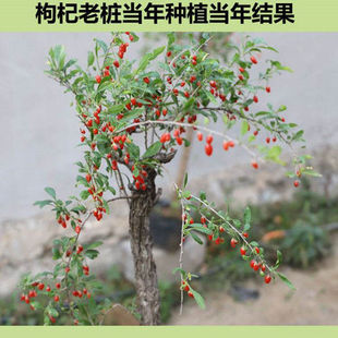 ����t����箔��Y���ϱ������������Ϙ�����������轘��ͺ���Ʒ