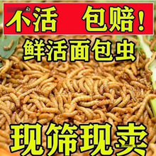 ����x���l�S���x���x�W�^�~���������~��ü�Bʯ�����