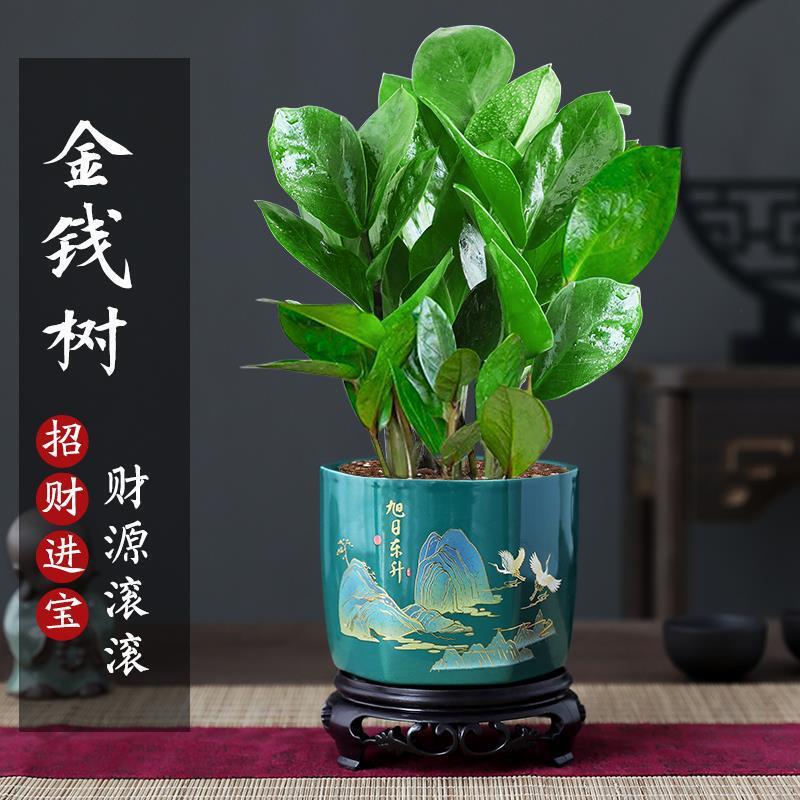Money Tree Potted Plant to Attract Wealth, Money String Flower, Green Plant, Formaldehyde-Absorbing in the Office, Easy to Maintain in All Seasons, Chinese Bonsai