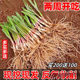 ���~�²˸����~�ϼt�F���辰�²˸����̨ˮ�B400�w�²˸�������