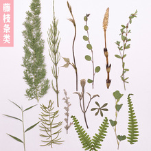 藤枝条类干花干草植物diy压花押花花草标本书签相框贴画装饰材料