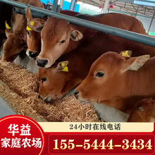 出栏 改良鲁西黄牛肉牛犊改良肉牛犊子繁殖种牛活牛价格