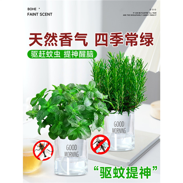 Mint Potted Mosquito Repellent Edible Lemon Mint Leaf Hydroponic…