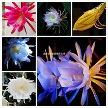 跨境彩色昙花种子 家庭易种芳香花卉 植物月下美人昙花籽盆栽阳台